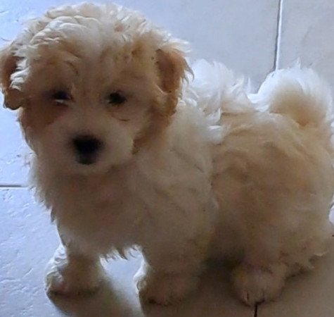 Bichon havanese