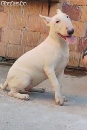 Bull terrier puppy