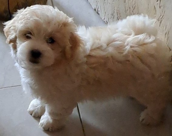 Bichon havanese
