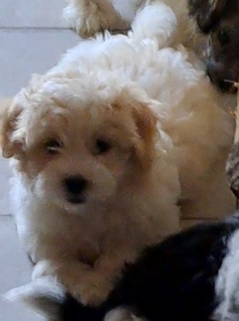 Bichon havanese