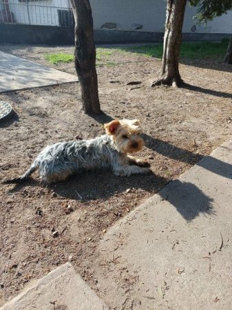 Yorkshire terrier