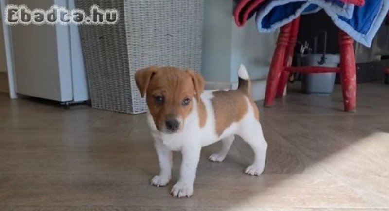 Jack Russel terrier kiskutyák