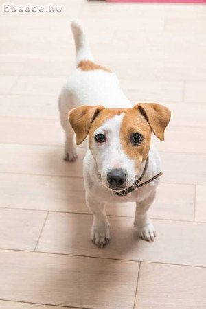 Jack Russel terrier kiskutyák