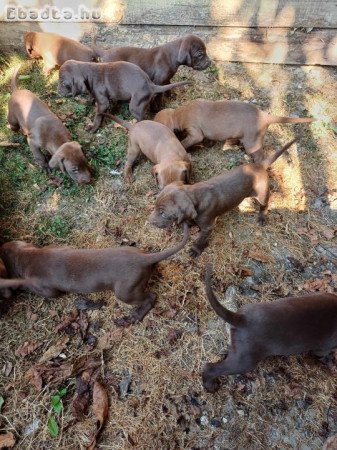 Vizsla kölykök keresik gazdájukat!