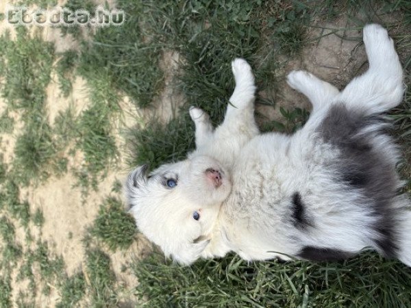 Border Collie