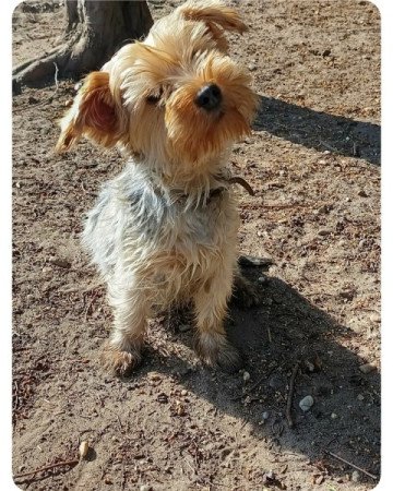 Yorkshire terrier