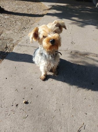 Yorkshire terrier