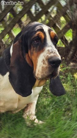 Basset hound törzskönyvezett pár