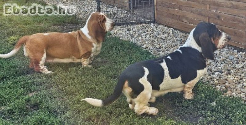 Basset hound törzskönyvezett pár