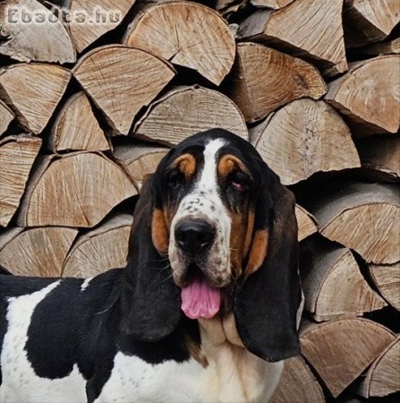 Basset hound törzskönyvezett pár