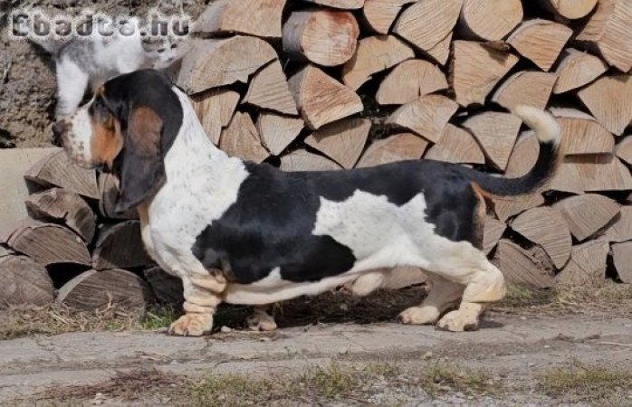 Basset hound törzskönyvezett pár