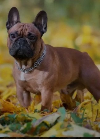 Francia bulldog