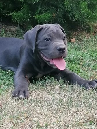 CaneCorso