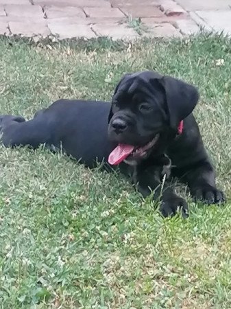 CaneCorso