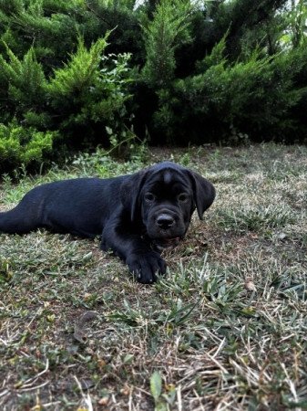 CaneCorso