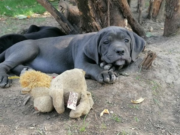 CaneCorso