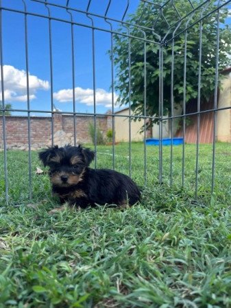 Yorkshire terrier