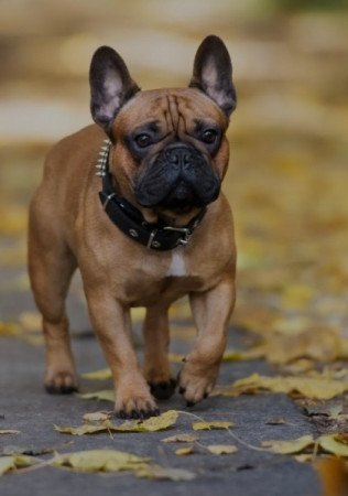 Francia bulldog
