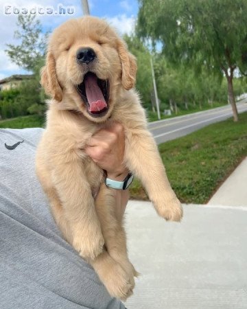 Golden Retriever puppies ready for adoption