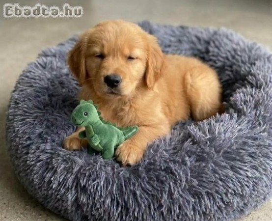Pure breed golden Retriever puppies ready to go