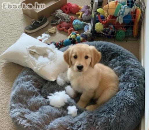 Pure breed golden Retriever puppies ready to go