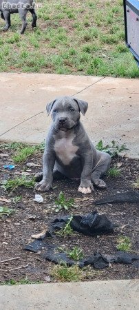 Pitbulls for sale to good homes