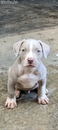 Pitbulls for sale to good homes