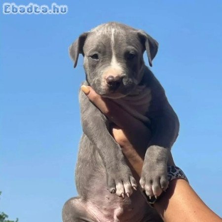 Pitbulls for sale to good homes