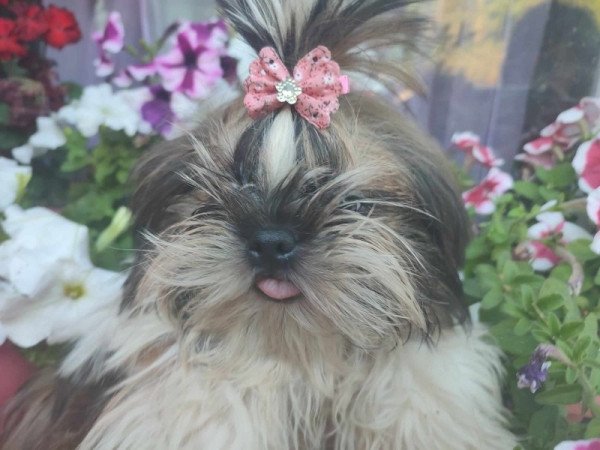 Shih-tzu