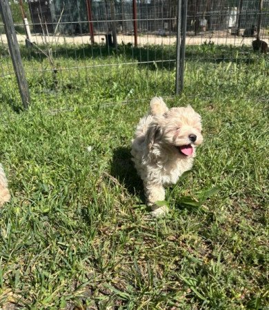 uszkár