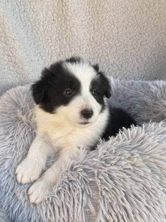 Border Collie