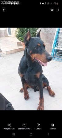 Dobermann kölykök foglalhatók