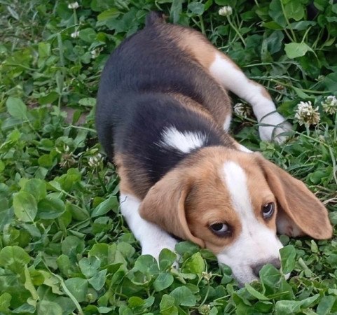 Beagle