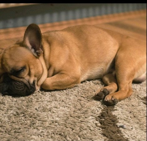 Francia bulldog