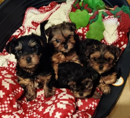 Yorkshire terrier