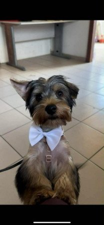 Yorkshire terrier