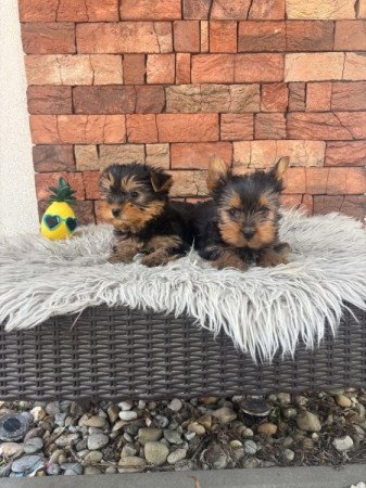 Yorkshire terrier