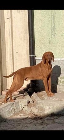 Magyar Vizsla