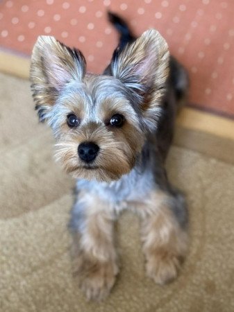 Yorkshire terrier
