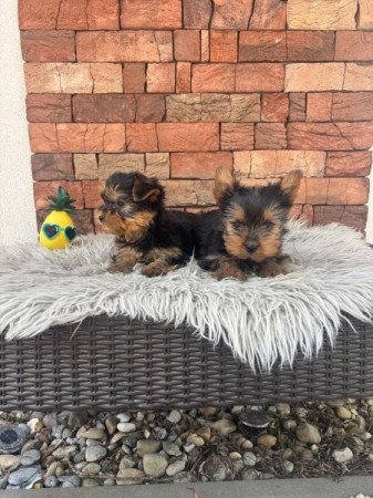 Yorkshire terrier