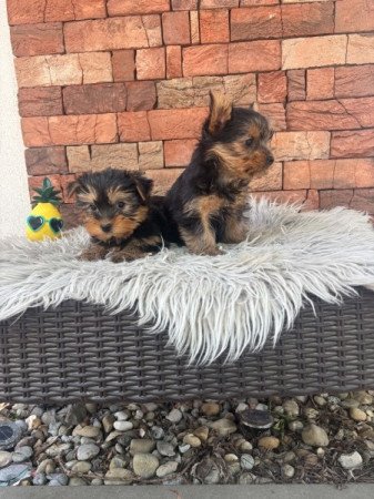 Yorkshire terrier