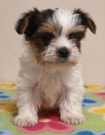 Yorkshire terrier