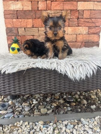Yorkshire terrier