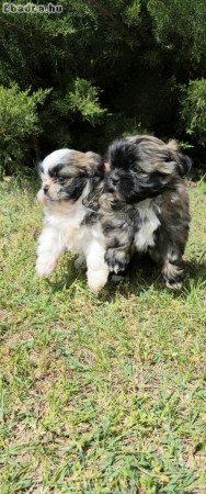 Shi-Tzu kiskutya eladó