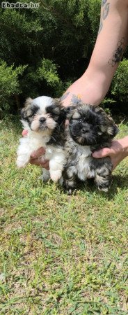 Shi-Tzu kiskutya eladó