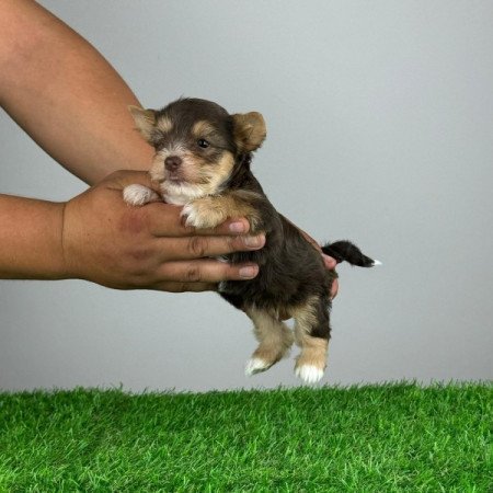 Chocolate Yorkshire Terrier