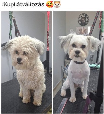 Havanese jellegű kan kutyus ingyen elvihető