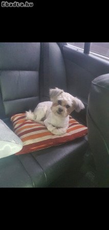 Havanese jellegű kan kutyus ingyen elvihető