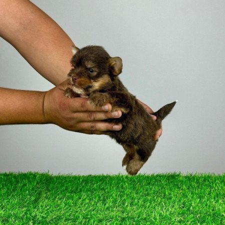 Chocolate Yorkshire Terrier