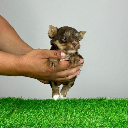 Chocolate Yorkshire Terrier